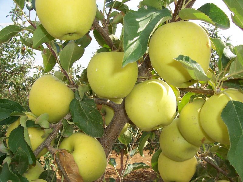 تصویر 5 از قیمت خرید سیب زرد لبنان + فروش ویژه